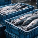 Whole fish displayed in white crates filled with ice at a fish market.